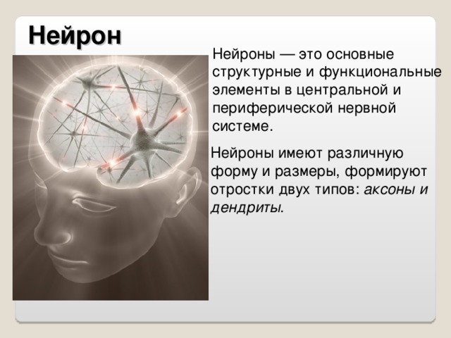 Нейрон Нейроны — это основные структурные и функциональные элементы в центральной и периферической нервной системе. Нейроны имеют различную форму и размеры, формируют отростки двух типов: аксоны и дендриты .