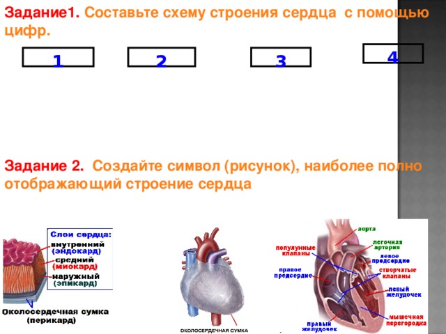 Задание1. Составьте схему строения сердца с помощью цифр. 4 1 2 3    Задание 2. Создайте символ (рисунок), наиболее полно отображающий строение сердца