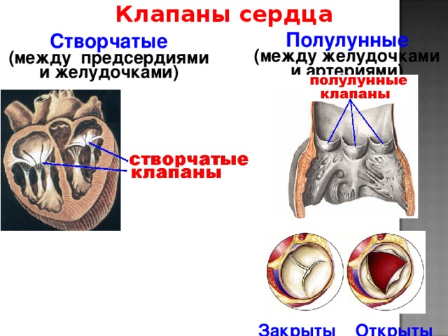 Клапаны сердца Полулунные  (между желудочками и артериями) Створчатые  (между предсердиями и желудочками) Закрыты Открыты