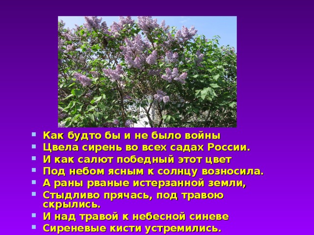 Как будто бы и не было войны Цвела сирень во всех садах России. И как салют победный этот цвет Под небом ясным к солнцу возносила. А раны рваные истерзанной земли, Стыдливо прячась, под травою скрылись. И над травой к небесной синеве Сиреневые кисти устремились.