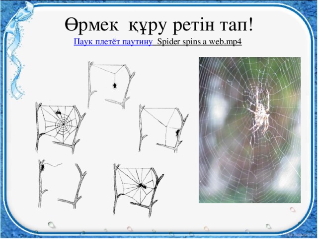 Өрмек құру ретін тап!  Паук  плетёт  паутину Spider spins a web.mp4