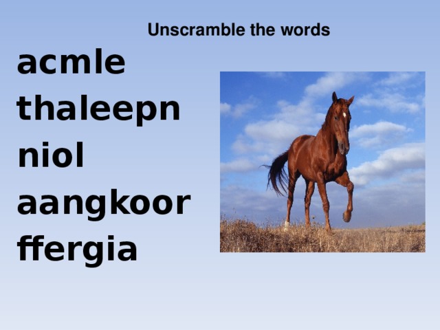 Unscramble the words acmle thaleepn niol aangkoor ffergia
