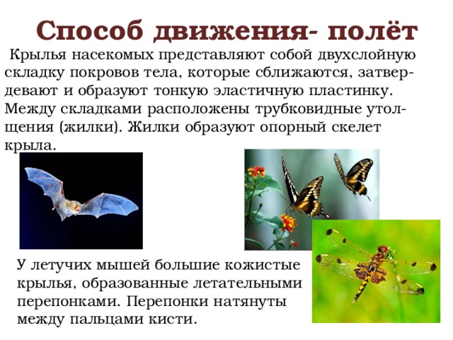 Способ движения- полёт   Крылья насекомых представляют собой двухслойную складку покровов тела, которые сближаются, затвер-девают и образуют тонкую эластичную пластинку. Между складками расположены трубковидные утол-щения (жилки). Жилки образуют опорный скелет крыла.  У летучих мышей большие кожистые крылья, образованные летательными перепонками. Перепонки натянуты между пальцами кисти.