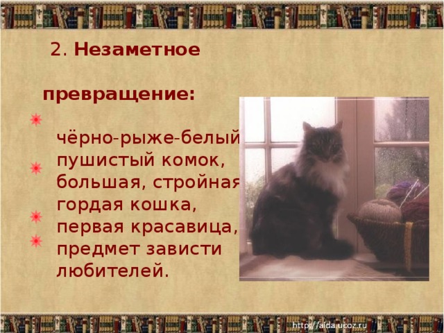 2. Незаметное  превращение:   чёрно-рыже-белый  пушистый комок,  большая, стройная,  гордая кошка,  первая красавица,  предмет зависти  любителей.