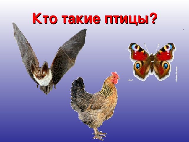 Кто такие птицы?