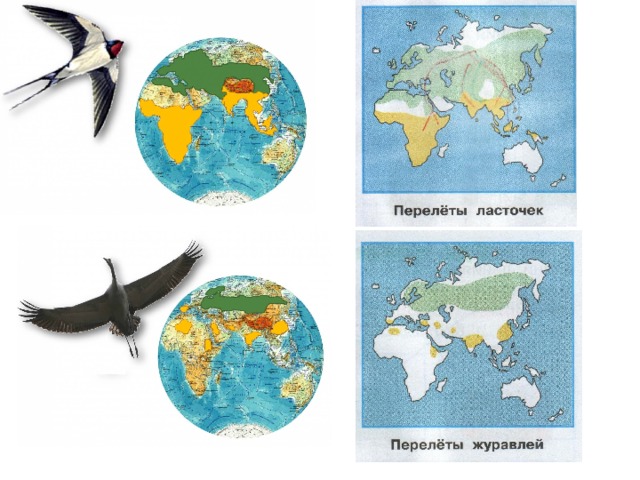 На этих схемах зеленым цветом показаны районы где ласточки и журавли проводят лето желтым цветом