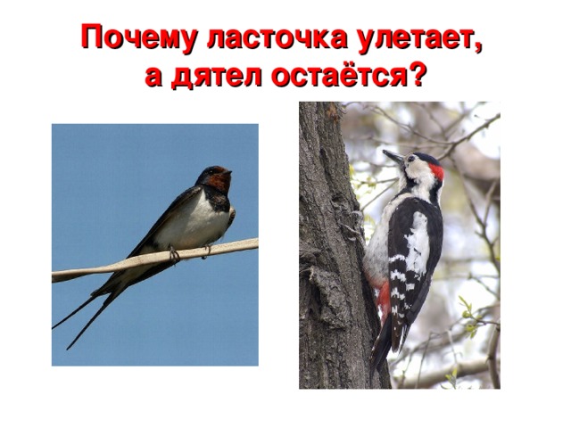 Почему ласточка улетает,  а дятел остаётся?