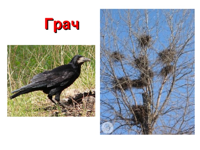 Грач