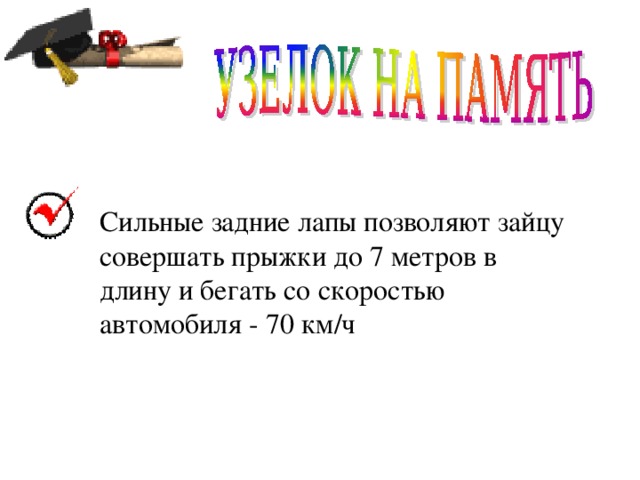 Сильные задние лапы позволяют зайцу совершать прыжки до 7 метров в длину и бегать со скоростью автомобиля - 70 км/ч