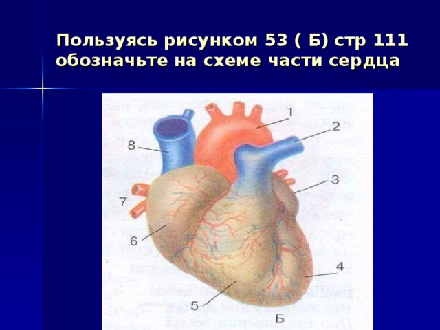 Пользуясь рисунком 53 ( Б) стр 111 обозначьте на схеме части сердца