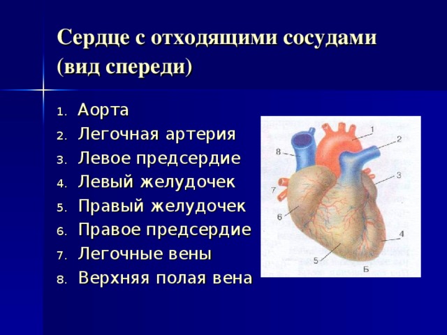 Сердце с отходящими сосудами (вид спереди)