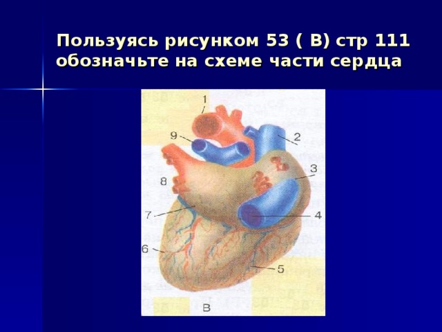 Пользуясь рисунком 53 ( В) стр 111 обозначьте на схеме части сердца