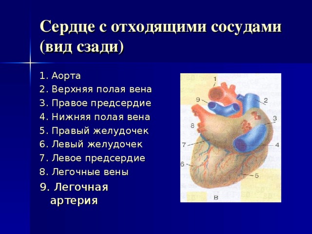 Сердце с отходящими сосудами (вид сзади) 1. Аорта 2. Верхняя полая вена 3. Правое предсердие 4. Нижняя полая вена 5. Правый желудочек 6. Левый желудочек 7. Левое предсердие 8. Легочные вены 9. Легочная артерия