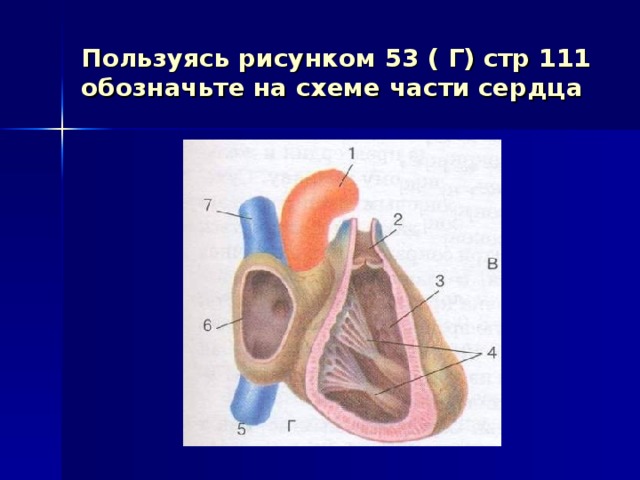 Пользуясь рисунком 53 ( Г) стр 111 обозначьте на схеме части сердца