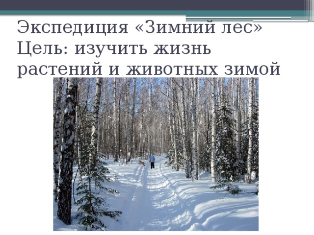 Экспедиция «Зимний лес»  Цель: изучить жизнь растений и животных зимой