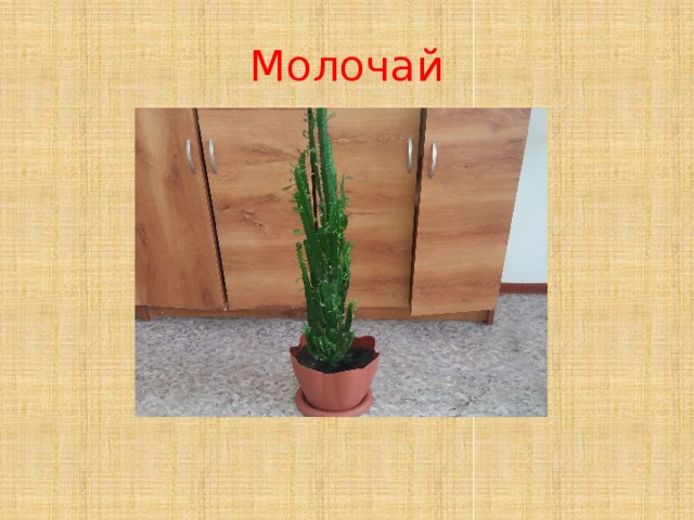 Молочай