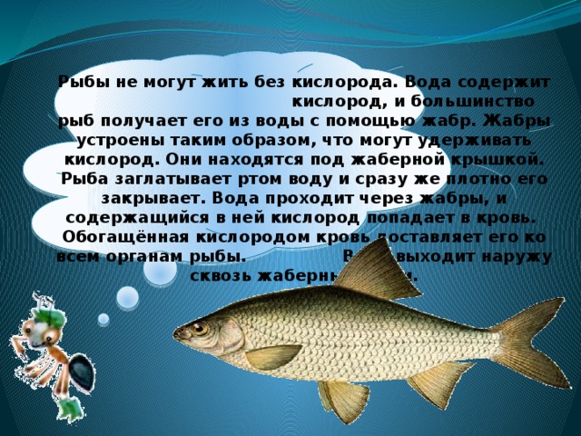 Рыбы не могут жить без кислорода. Вода содержит кислород, и большинство рыб получает его из воды с помощью жабр. Жабры устроены таким образом, что могут удерживать кислород. Они находятся под жаберной крышкой. Рыба заглатывает ртом воду и сразу же плотно его закрывает. Вода проходит через жабры, и содержащийся в ней кислород попадает в кровь. Обогащённая кислородом кровь доставляет его ко всем органам рыбы. Вода выходит наружу сквозь жаберные щели.