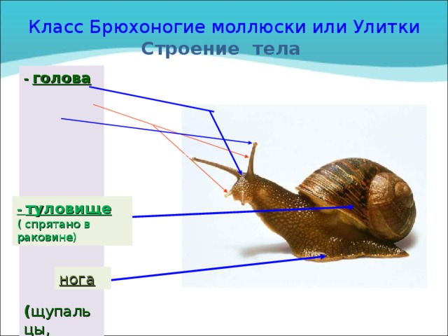 У большинства брюхоногих моллюсков скелет ответ