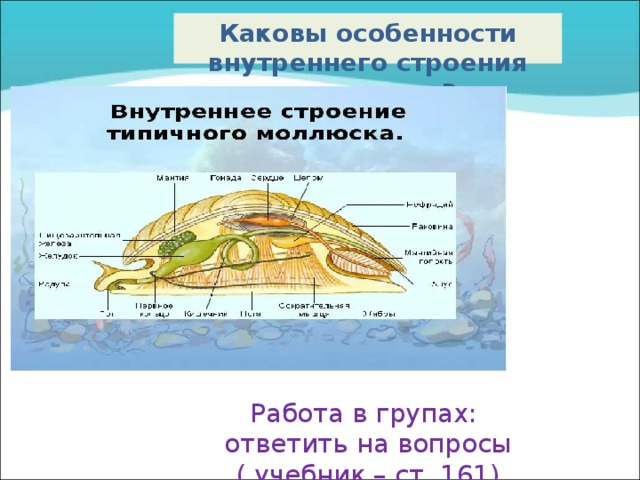 Каковы особенности внутреннего строения моллюсков?          Работа в групах:  ответить на вопросы  ( учебник – ст. 161)