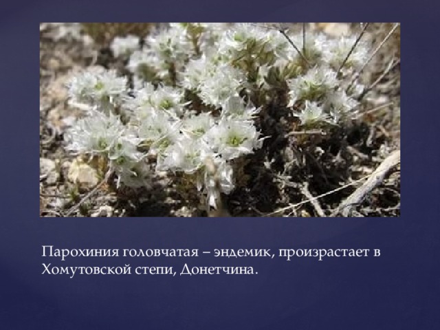 Парохиния головчатая – эндемик, произрастает в Хомутовской степи, Донетчина.
