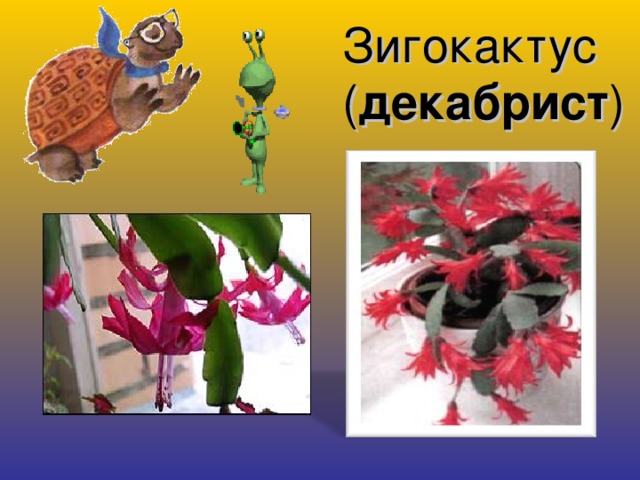 Зигокактус ( декабрист )