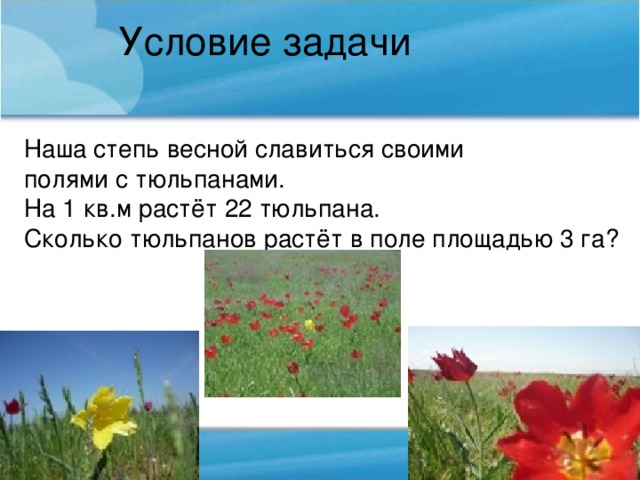 Условие задачи Наша степь весной славиться своими полями с тюльпанами. На 1 кв.м растёт 22 тюльпана. Сколько тюльпанов растёт в поле площадью 3 га?