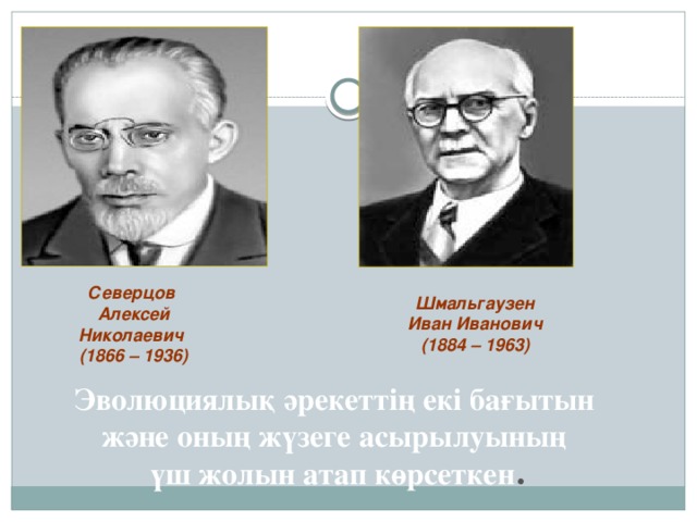 Северцов Алексей Николаевич (1866 – 1936) Шмальгаузен Иван Иванович (1884 – 1963) Эволюциялық әрекеттің екі бағытын және оның жүзеге асырылуының үш жолын атап көрсеткен .