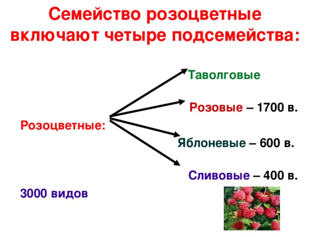 Семейство розоцветные включают четыре подсемейства:    Таволговые  Розовые – 1700 в. Розоцветные:  Яблоневые – 600 в.  Сливовые – 400 в. 3000 видов