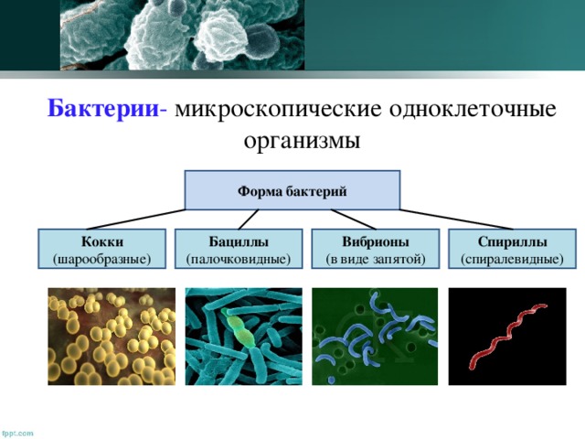 Бактерии -  микроскопические одноклеточные организмы Форма бактерий Кокки (шарообразные) Спириллы (спиралевидные) Вибрионы (в виде запятой) Бациллы (палочковидные)