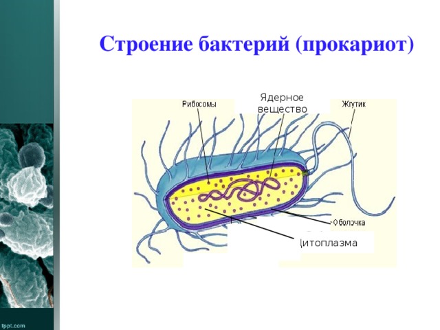 Строение бактерий (прокариот) Ядерное вещество Цитоплазма