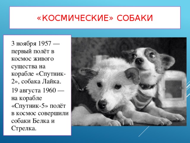 «Космические» собаки 3 ноября 1957 — первый полёт в космос живого существа на корабле «Спутник-2», собака Лайка. 19 августа 1960 — на корабле «Спутник-5» полёт в космос совершили собаки Белка и Стрелка.