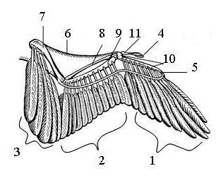 Строение крыла птицы рисунок с подписями