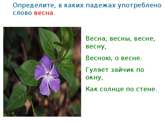 Определите, в каких падежах употреблено слово весна . Весна, весны, весне, весну, Весною, о весне. Гуляет зайчик по окну, Как солнце по стене .