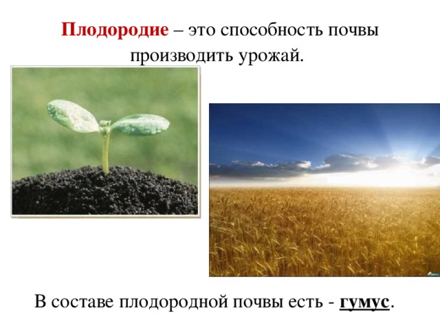 Плодородие – это способность почвы производить урожай.  В составе плодородной почвы есть - гумус .