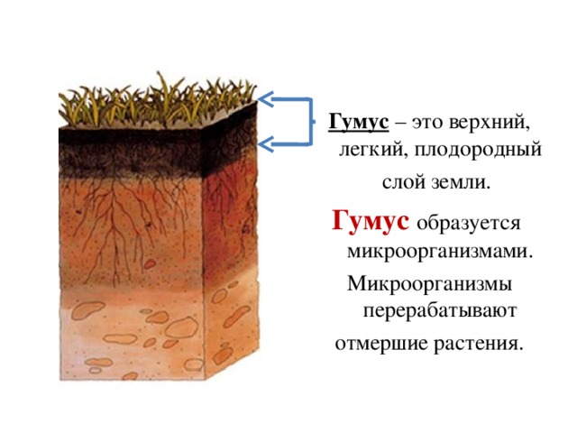 Гумус – это верхний, легкий, плодородный слой земли.  Гумус образуется   микроорганизмами. Микроорганизмы перерабатывают отмершие растения.