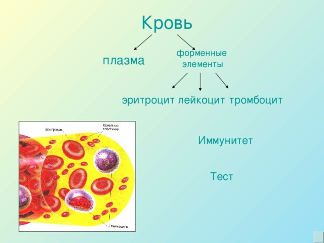 Кровь форменные  элементы плазма эритроцит лейкоцит тромбоцит Иммунитет Тест
