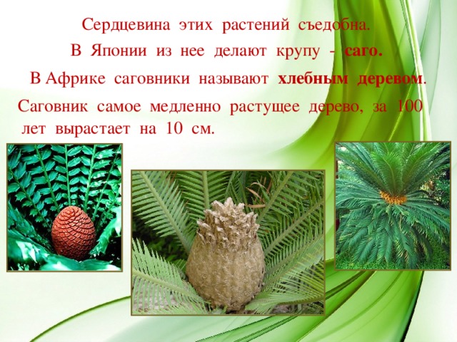 Сердцевина этих растений съедобна. В Японии из нее делают крупу - саго. В Африке саговники называют хлебным деревом .  Саговник самое медленно растущее дерево, за 100 лет вырастает на 10 см.