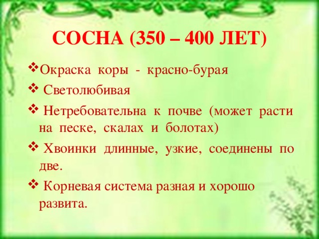 СОСНА (350 – 400 ЛЕТ)