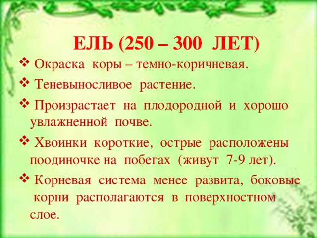ЕЛЬ (250 – 300 ЛЕТ)