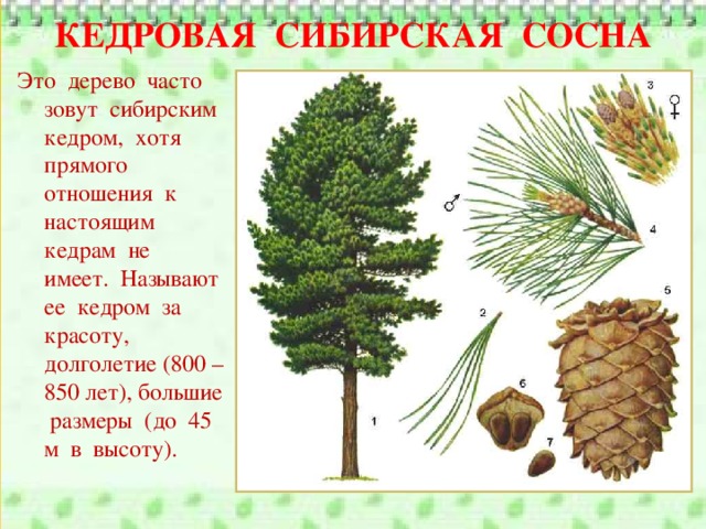 КЕДРОВАЯ СИБИРСКАЯ СОСНА Это дерево часто зовут сибирским кедром, хотя прямого отношения к настоящим кедрам не имеет. Называют ее кедром за красоту, долголетие (800 – 850 лет), большие размеры (до 45 м в высоту).