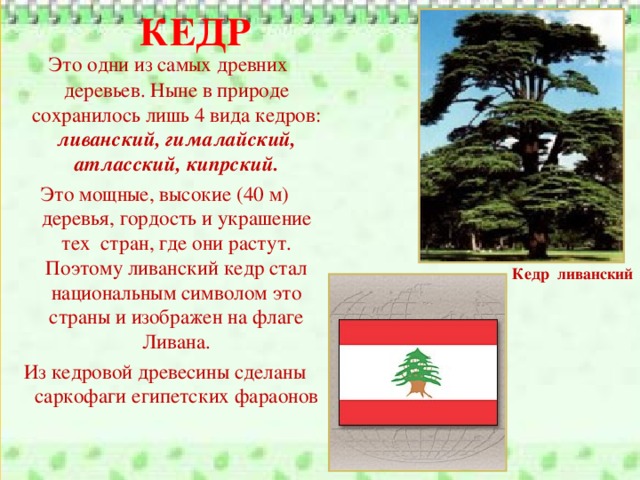 КЕДР  Это одни из самых древних деревьев. Ныне в природе сохранилось лишь 4 вида кедров: ливанский, гималайский, атласский, кипрский. Это мощные, высокие (40 м) деревья, гордость и украшение тех стран, где они растут. Поэтому ливанский кедр стал национальным символом это страны и изображен на флаге Ливана. Из кедровой древесины сделаны саркофаги египетских фараонов Кедр ливанский
