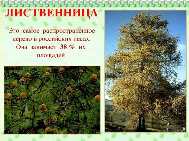 ЛИСТВЕННИЦА Это самое распространенное дерево в российских лесах. Она занимает 38 % их площадей .