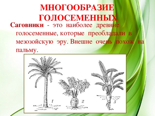 МНОГООБРАЗИЕ ГОЛОСЕМЕННЫХ Саговники - это наиболее древние голосеменные, которые преобладали в мезозойскую эру. Внешне очень похож на пальму.