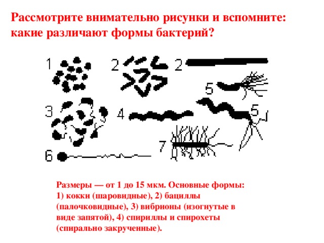 Рассмотрите внимательно рисунки и вспомните: какие различают формы бактерий? Размеры — от 1 до 15 мкм. Основные формы: 1) кокки (шаровидные), 2) бациллы (палочковидные), 3) вибрионы (изогнутые в виде запятой), 4) спириллы и спирохеты (спирально закрученные).