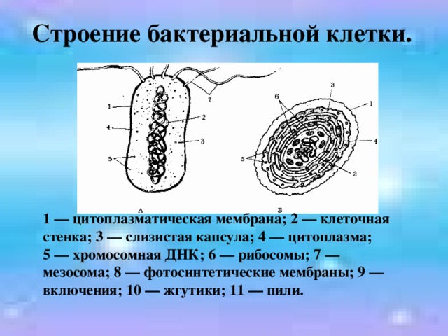 Строение бактериальной клетки.  1 — цитоплазматическая мембрана; 2 — клеточная стенка; 3 — слизистая капсула; 4 — цитоплазма; 5 — хромосомная ДНК; 6 — рибосомы; 7 — мезосома; 8 — фотосинтетические мембраны; 9 — включения; 10 — жгутики; 11 — пили.