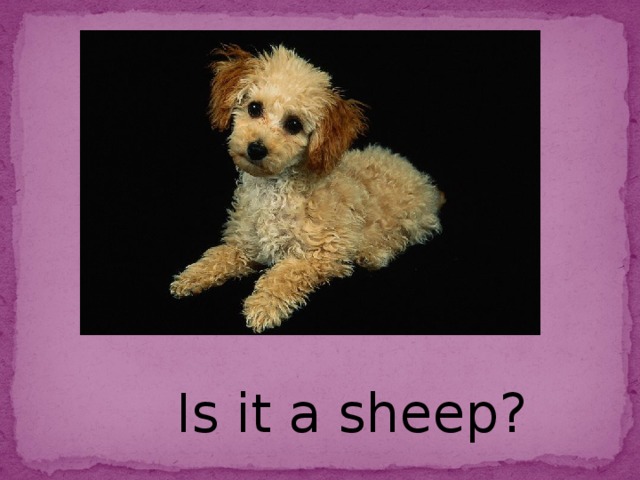 Is it a sheep?