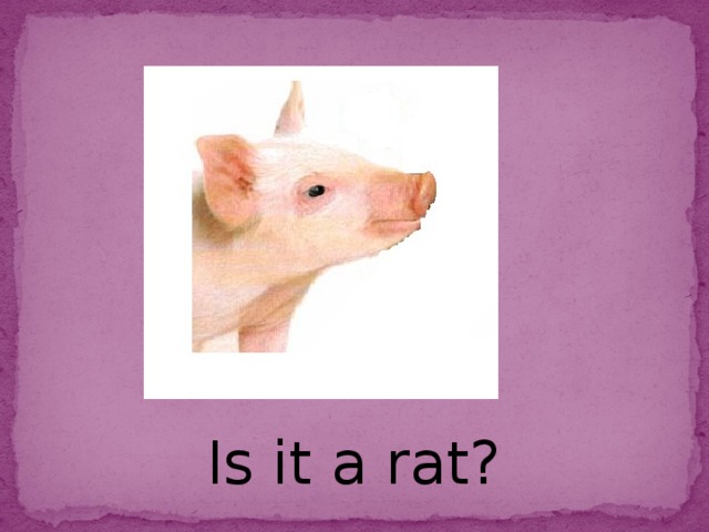 Is it a rat?