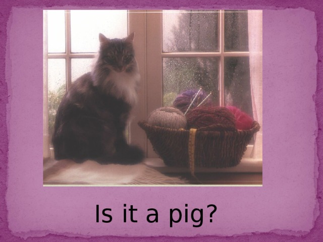 Is it a pig?
