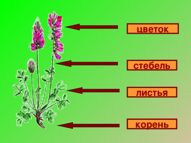 цветок стебель листья корень