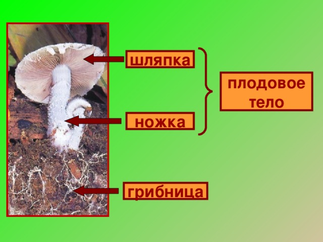 шляпка плодовое тело ножка грибница